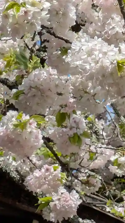 平野神社(京都府)