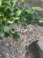 不明社(秋葉神社可能性あり)の自然