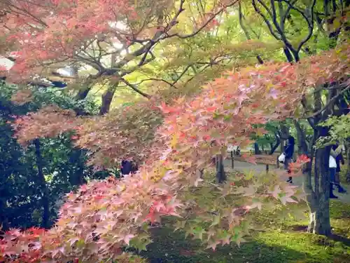 東福禅寺（東福寺）の自然