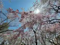 勝持寺（花の寺）の自然