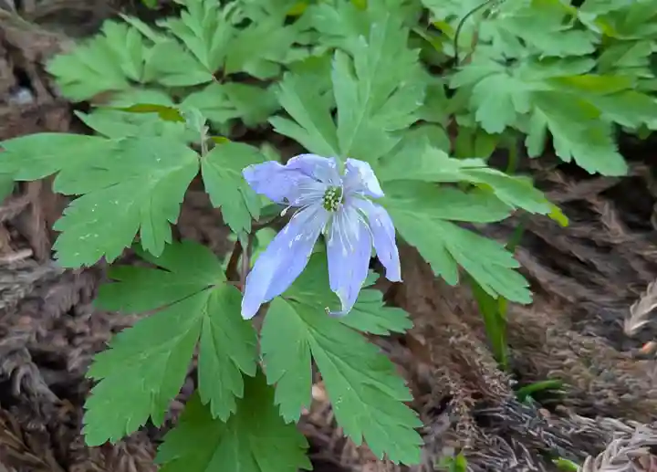 湯坐神社 (薬師神社)(山形県)