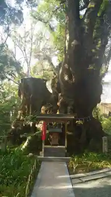 來宮神社(静岡県)