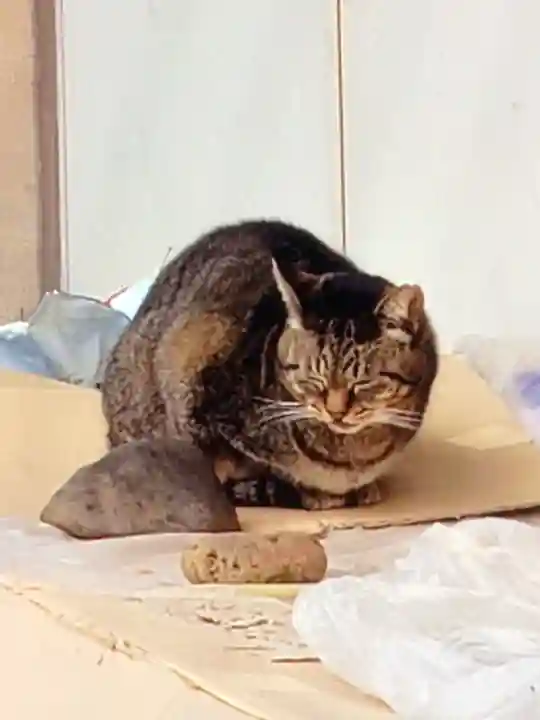 白金氷川神社(東京都)