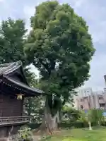 西向天神社の自然