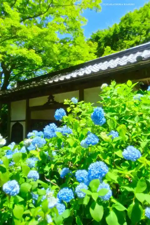 明月院(神奈川県)