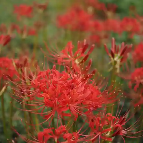 天王山 安楽寺(福井県)