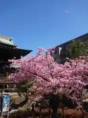 桜神宮の自然