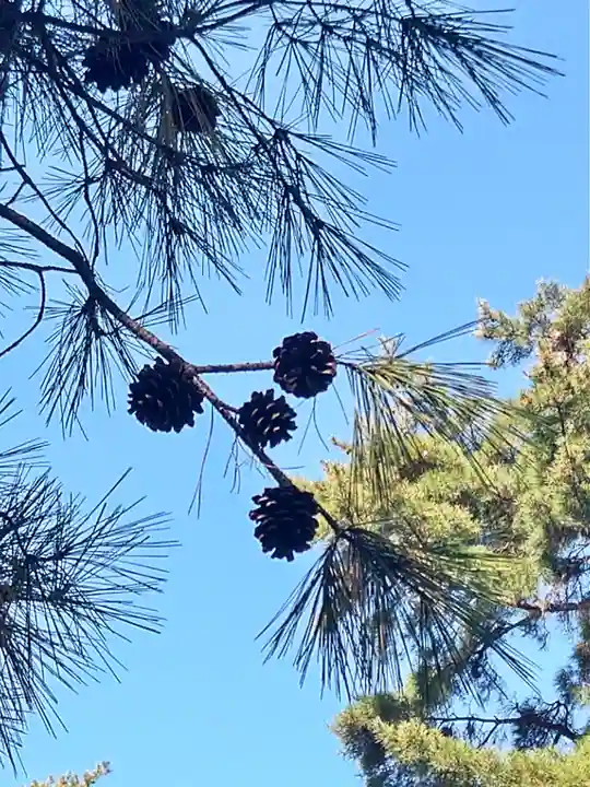 大正天皇多摩陵の自然