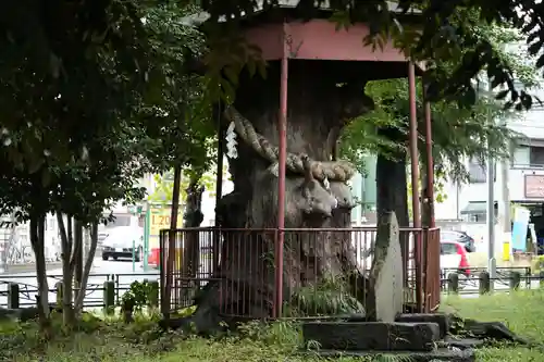 神明大神（中丸子神社）の自然