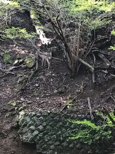 大山阿夫利神社の動物