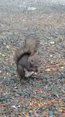 相馬神社の動物