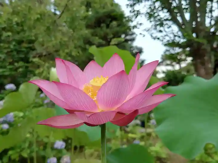 法金剛院(京都府)