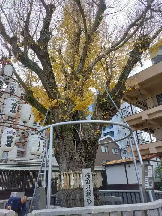 櫛田神社の自然