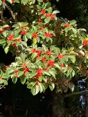 八坂神社の自然