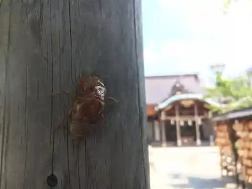 武州柿生琴平神社の動物