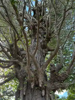 真蔵院(千葉県)