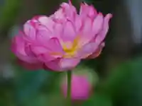 極楽山 浄土寺の自然