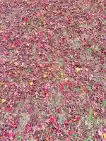 日吉大社の{uncategorized: "未分類", other: "その他", undefined: "問題あり", building: "その他建物", grave: "お墓", sacred_gate: "鳥居", guardian: "狛犬", statue: "像", buddha: "仏像", history: "歴史", nature: "自然", garden: "庭園", animal: "動物", pagoda: "塔", temizu: "手水舎", mountain_gate: "山門・神門", sanctuary: "本殿・本堂", subordinate: "末社・摂社", art: "芸術", scenery: "景色", jizo: "地蔵", ema: "絵馬", goshuin: "御朱印", omikuji: "おみくじ", items: "授与品その他", amulet: "お守り", goshuincho: "御朱印帳", eats: "食事", festival: "お祭り", votive_dance: "神楽", shichigosan: "七五三参", wedding: "結婚式", experience: "体験その他", initially: "初詣", around: "周辺", anti_infection: "感染症対策"}