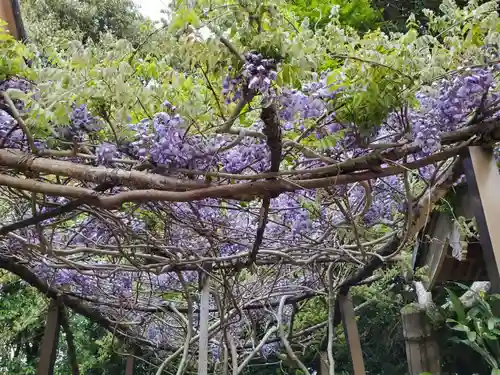 新宮神社の自然
