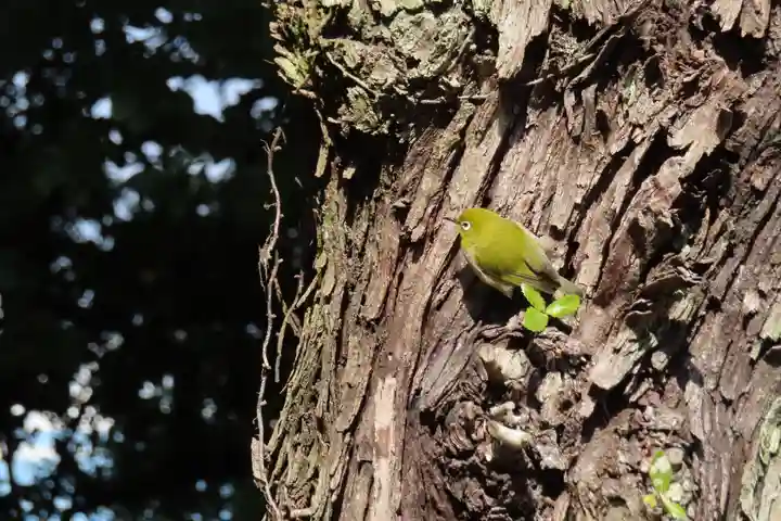 皇后八幡神社の動物