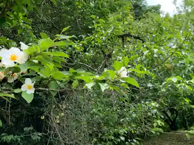 華藏寺(梅澤不動尊) の自然