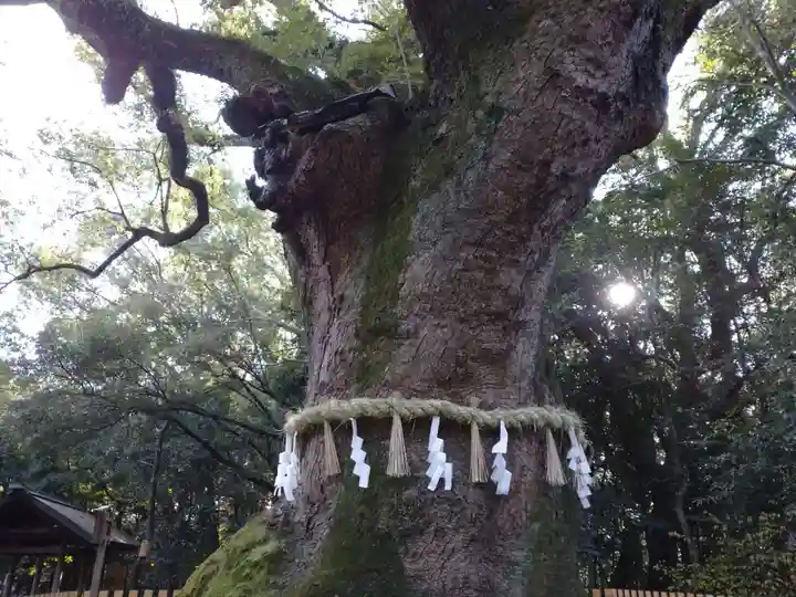 熱田神宮の自然