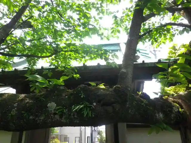 教恩寺の山門・神門
