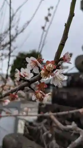 太部古天神社の自然