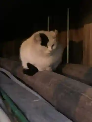 今市報徳二宮神社(栃木県)