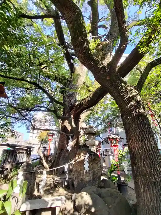 若一神社の自然