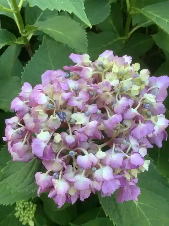 三輪神社の自然