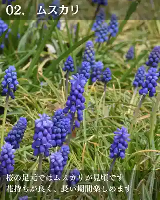 宝光寺(北海道)