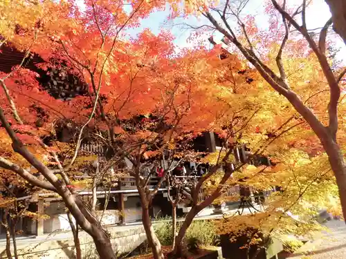 禅林寺（永観堂）の自然