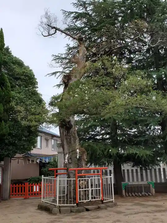 荒井神社の自然