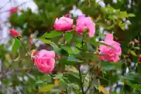 神炊館神社 ⁂奥州須賀川総鎮守⁂の庭園