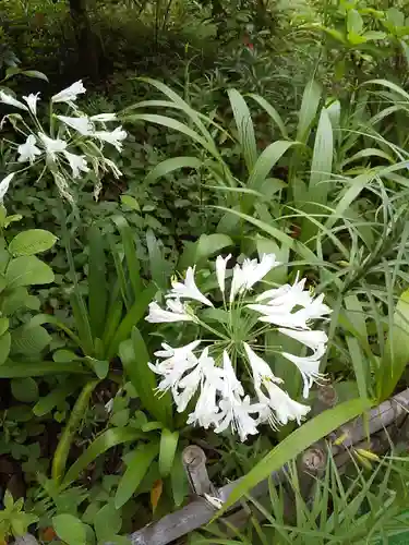 鷺宮八幡神社の自然
