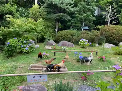観音寺の動物