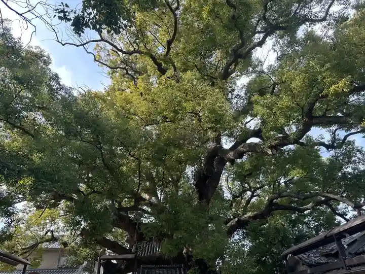 三島神社の{uncategorized: "未分類", other: "その他", undefined: "問題あり", building: "その他建物", grave: "お墓", sacred_gate: "鳥居", guardian: "狛犬", statue: "像", buddha: "仏像", history: "歴史", nature: "自然", garden: "庭園", animal: "動物", pagoda: "塔", temizu: "手水舎", mountain_gate: "山門・神門", sanctuary: "本殿・本堂", subordinate: "末社・摂社", art: "芸術", scenery: "景色", jizo: "地蔵", ema: "絵馬", goshuin: "御朱印", omikuji: "おみくじ", items: "授与品その他", amulet: "お守り", goshuincho: "御朱印帳", eats: "食事", festival: "お祭り", votive_dance: "神楽", shichigosan: "七五三参", wedding: "結婚式", experience: "体験その他", initially: "初詣", around: "周辺", anti_infection: "感染症対策"}