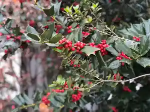 木舟山 順教寺の自然(2021年12月16日(木) 10時31分55秒投稿)