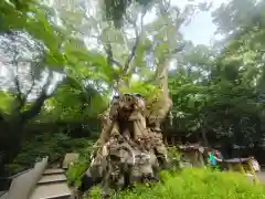 來宮神社(静岡県)