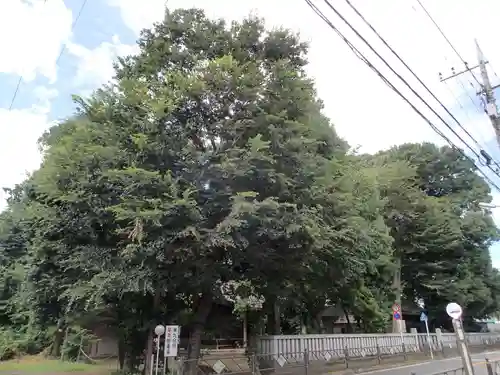 虎狛神社の自然