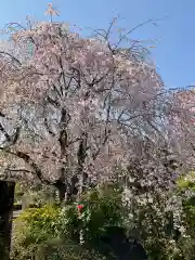 芳林寺の自然