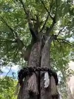 子安神社の自然