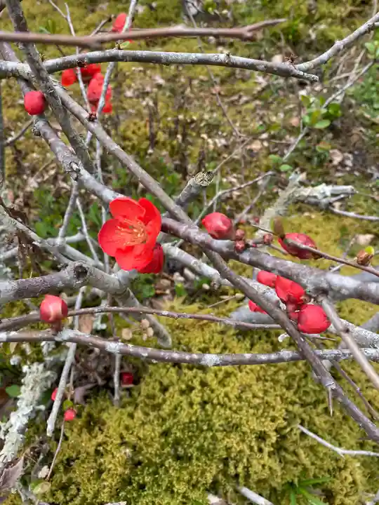 三室戸寺の自然