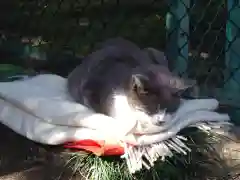 乃木神社の動物