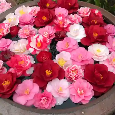 霊鑑寺門跡の手水舎