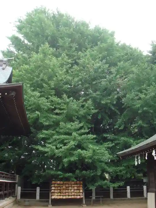 葛飾八幡宮の自然