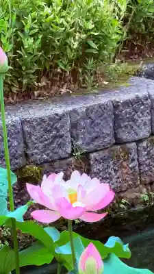福井神社(福井県)