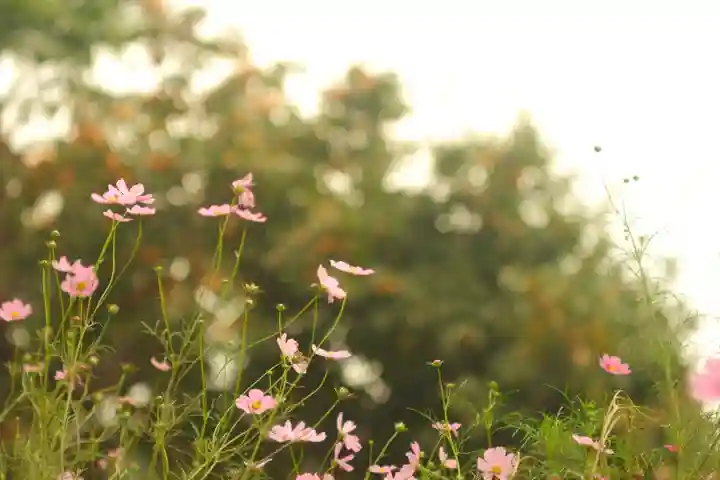 般若寺 ❁コスモス寺❁(奈良県)
