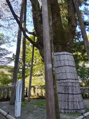 白山比咩神社の自然